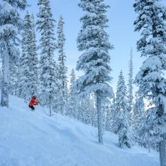Downhill skiing in fresh powder at Mount Sima